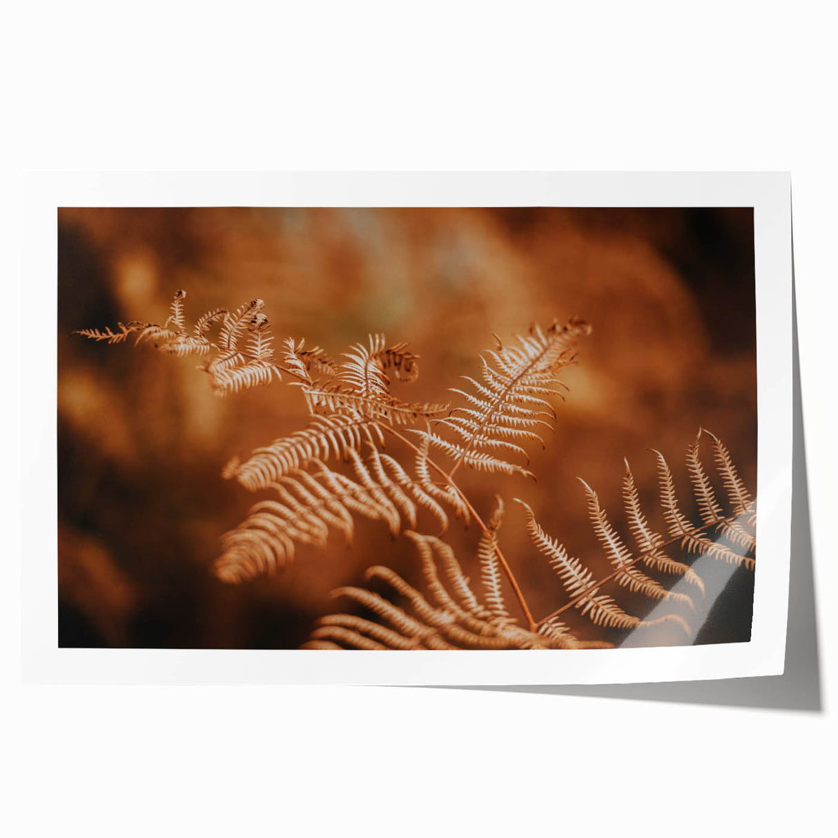 Rustic Fern Wall Art – Delicate Autumn Fern Leaves for Rustic Decor
