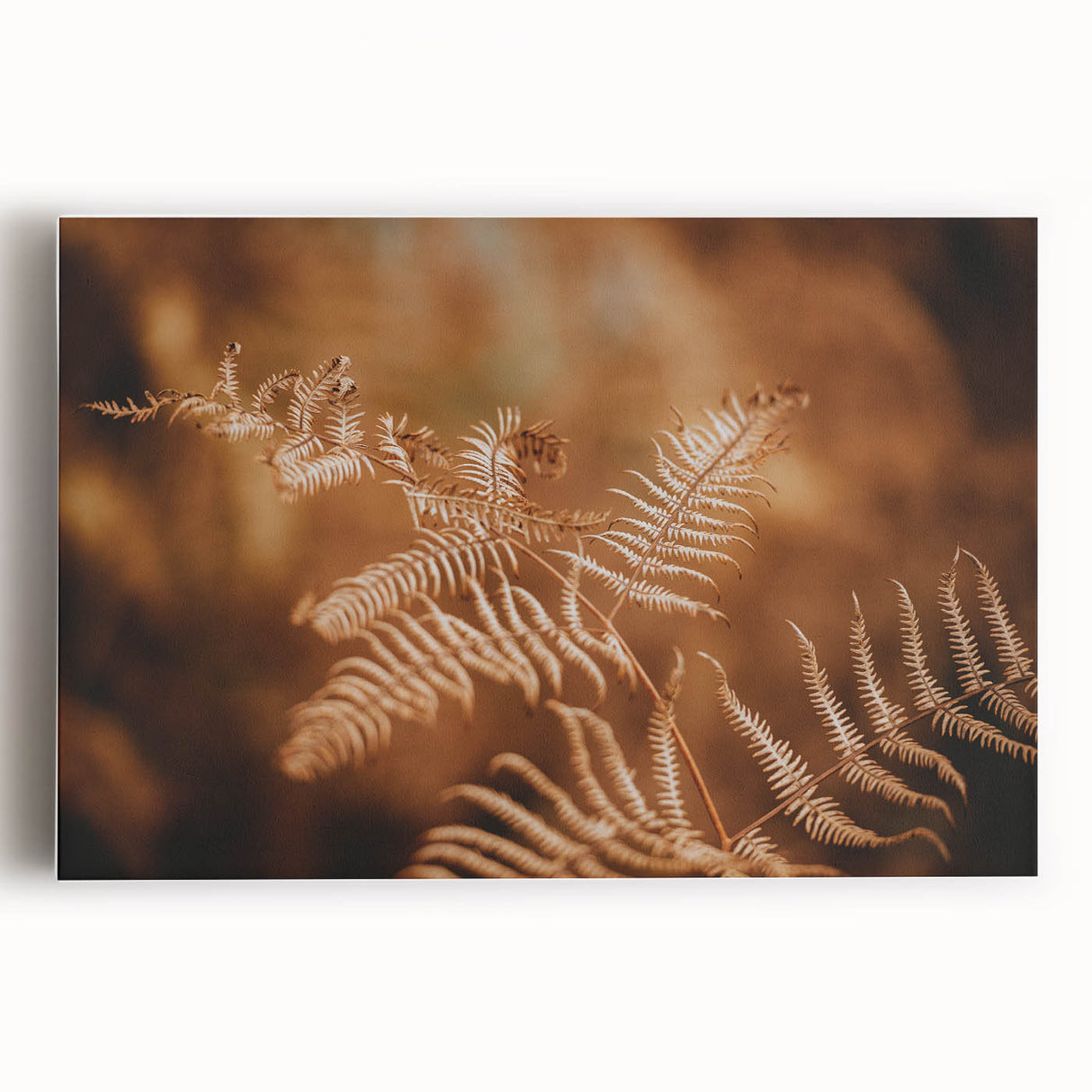 Rustic Fern Wall Art – Delicate Autumn Fern Leaves for Rustic Decor