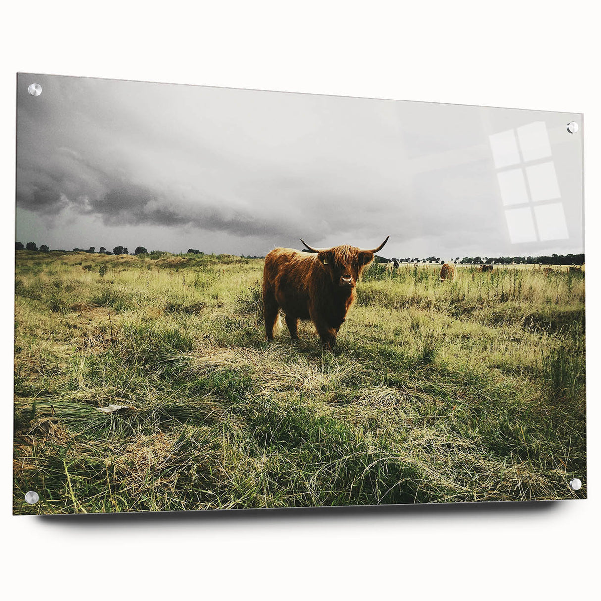 Rustic Highland Cow Wall Art – Scottish Highland Cattle in a Stormy Field
