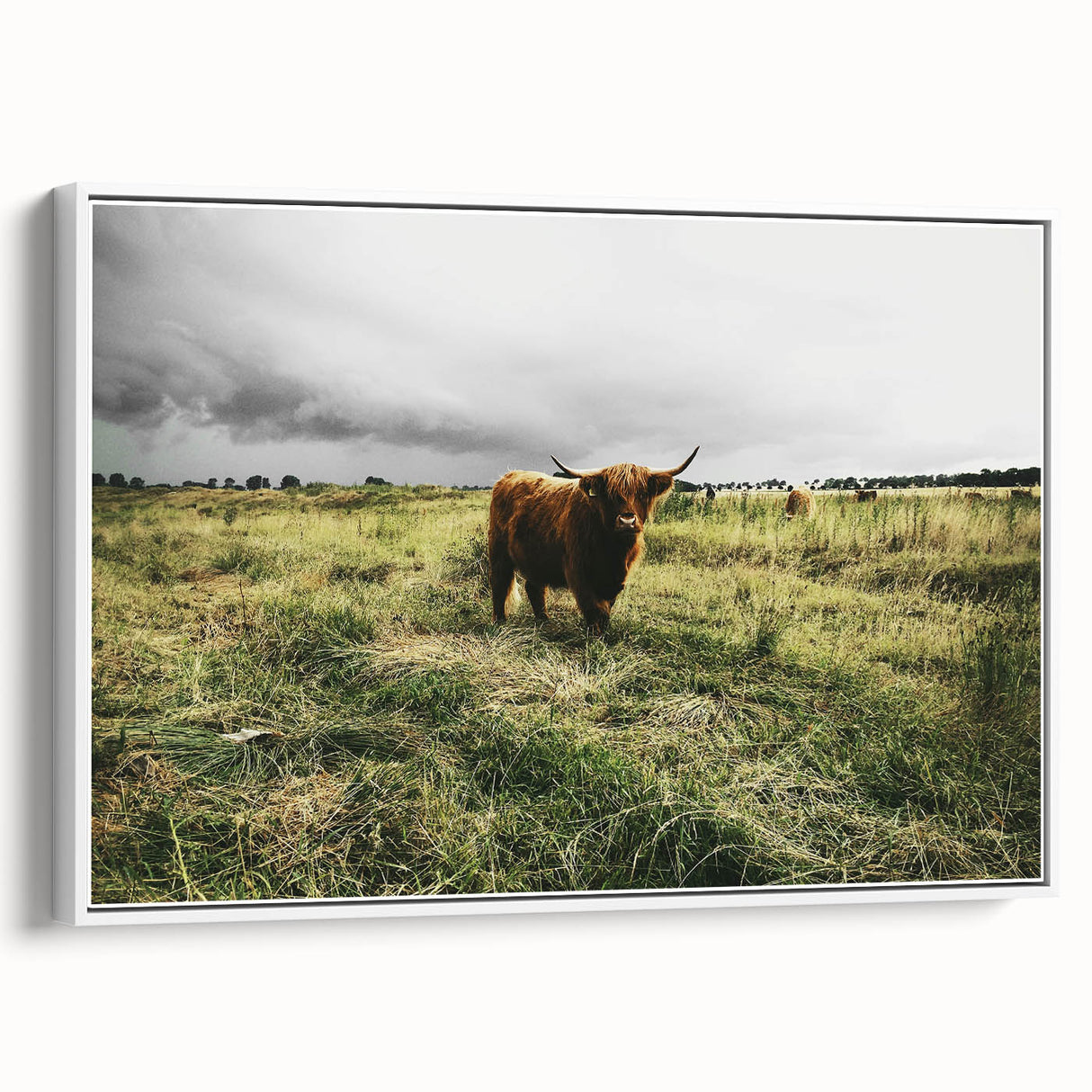 Rustic Highland Cow Wall Art – Scottish Highland Cattle in a Stormy Field