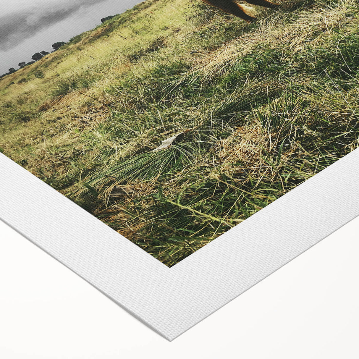 Rustic Highland Cow Wall Art – Scottish Highland Cattle in a Stormy Field
