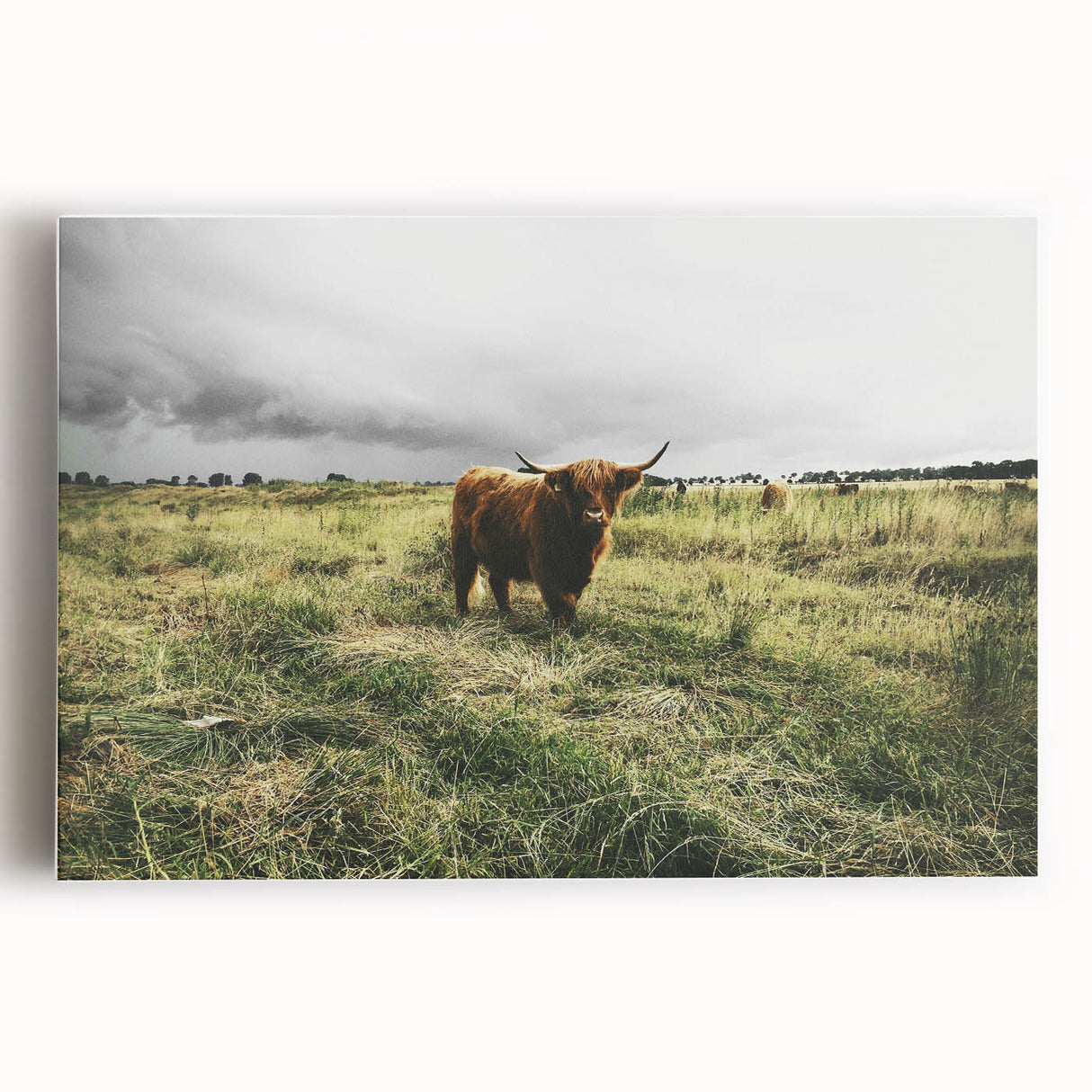 Rustic Highland Cow Wall Art – Scottish Highland Cattle in a Stormy Field