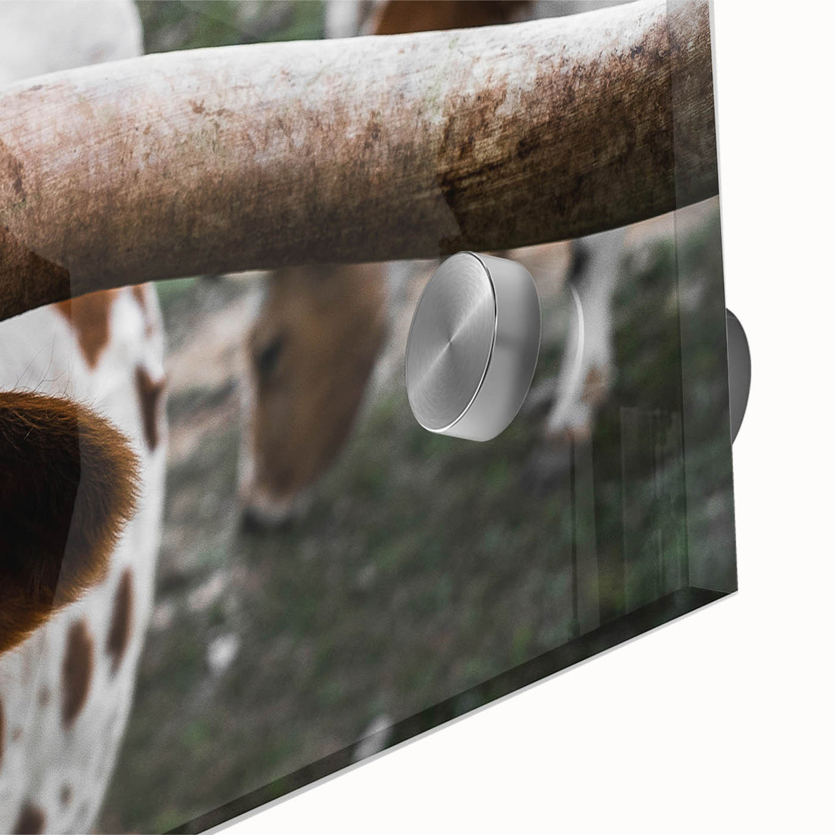 Rustic Longhorn Wall Art – Close-Up of Texas Longhorn Cattle in Field