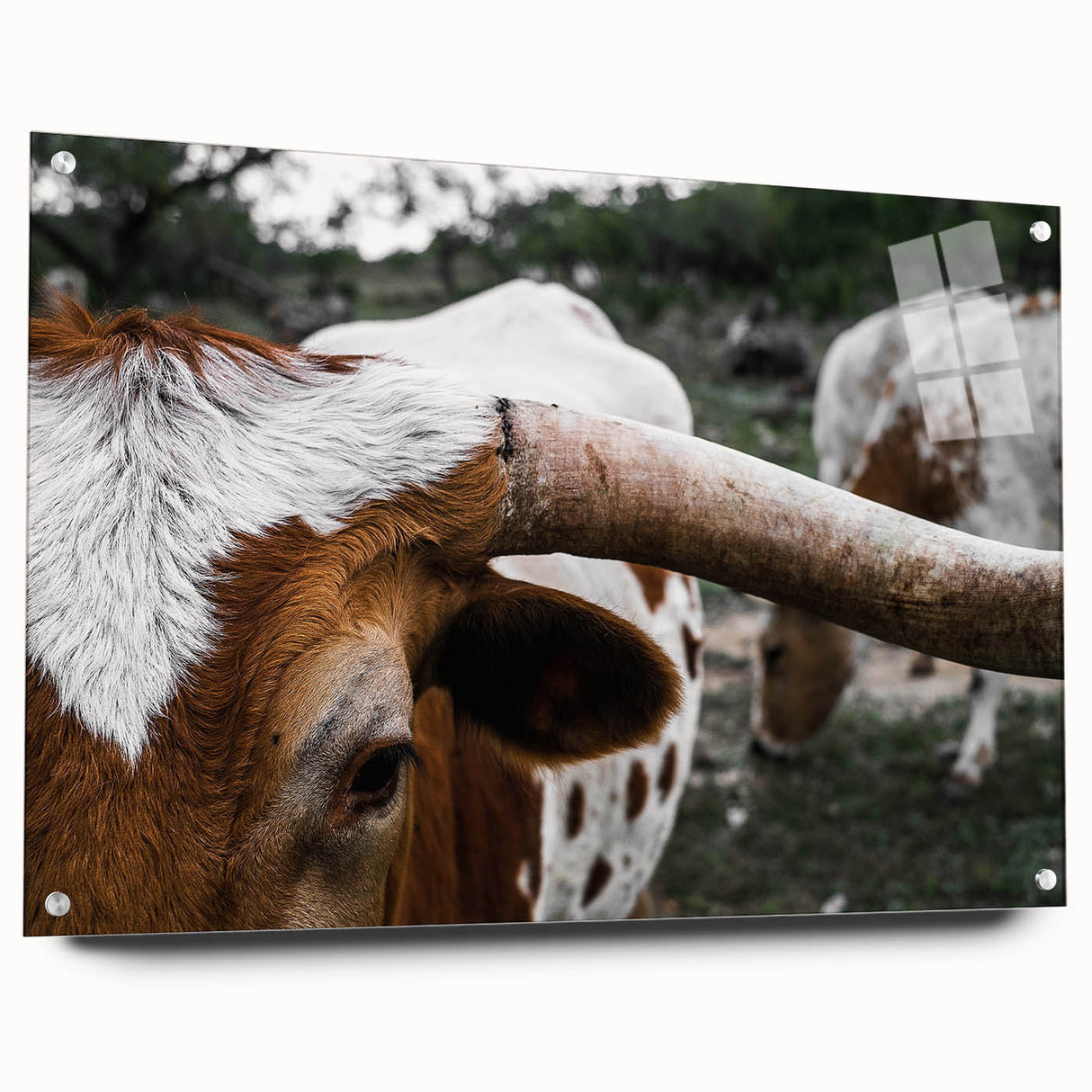 Rustic Longhorn Wall Art – Close-Up of Texas Longhorn Cattle in Field