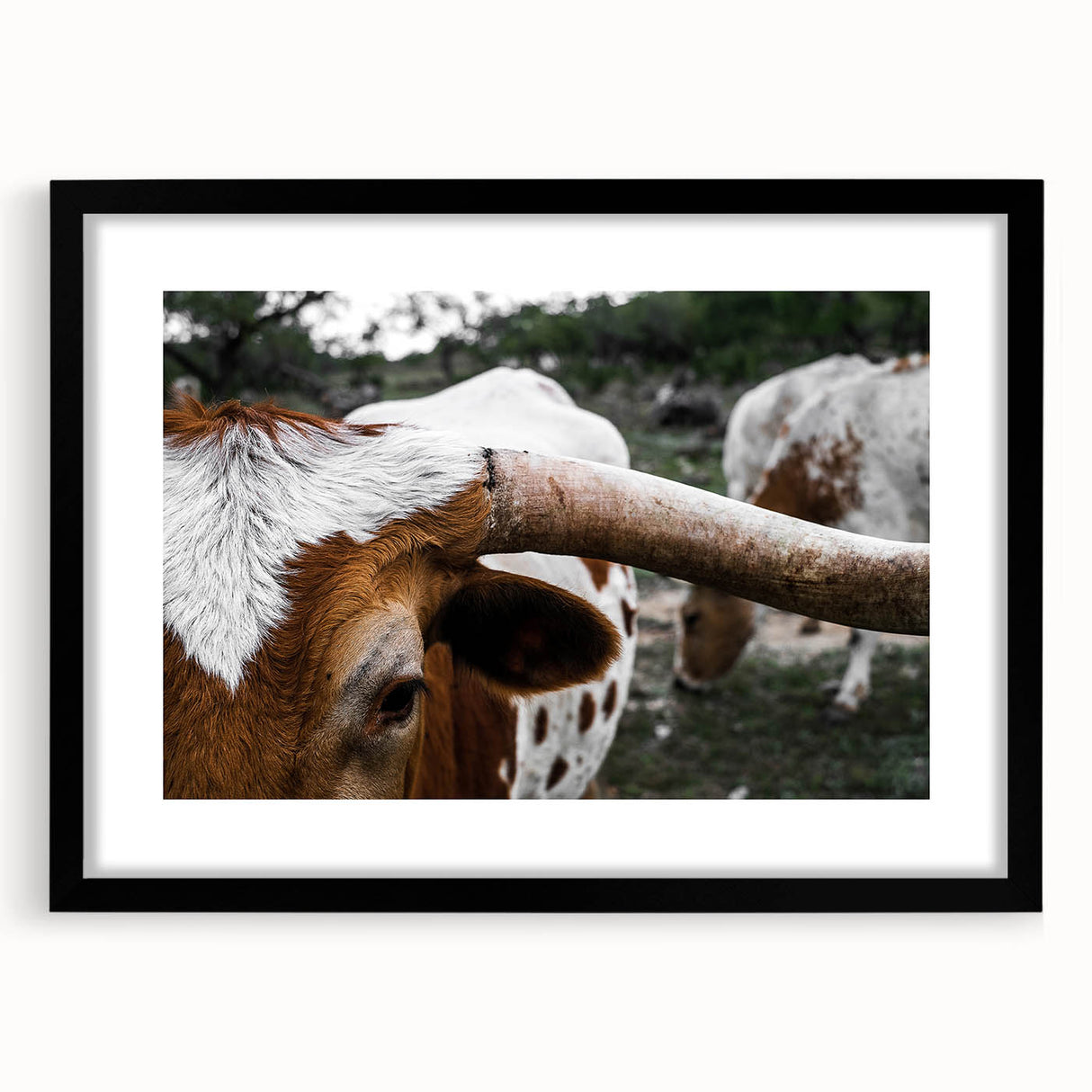 Rustic Longhorn Wall Art – Close-Up of Texas Longhorn Cattle in Field