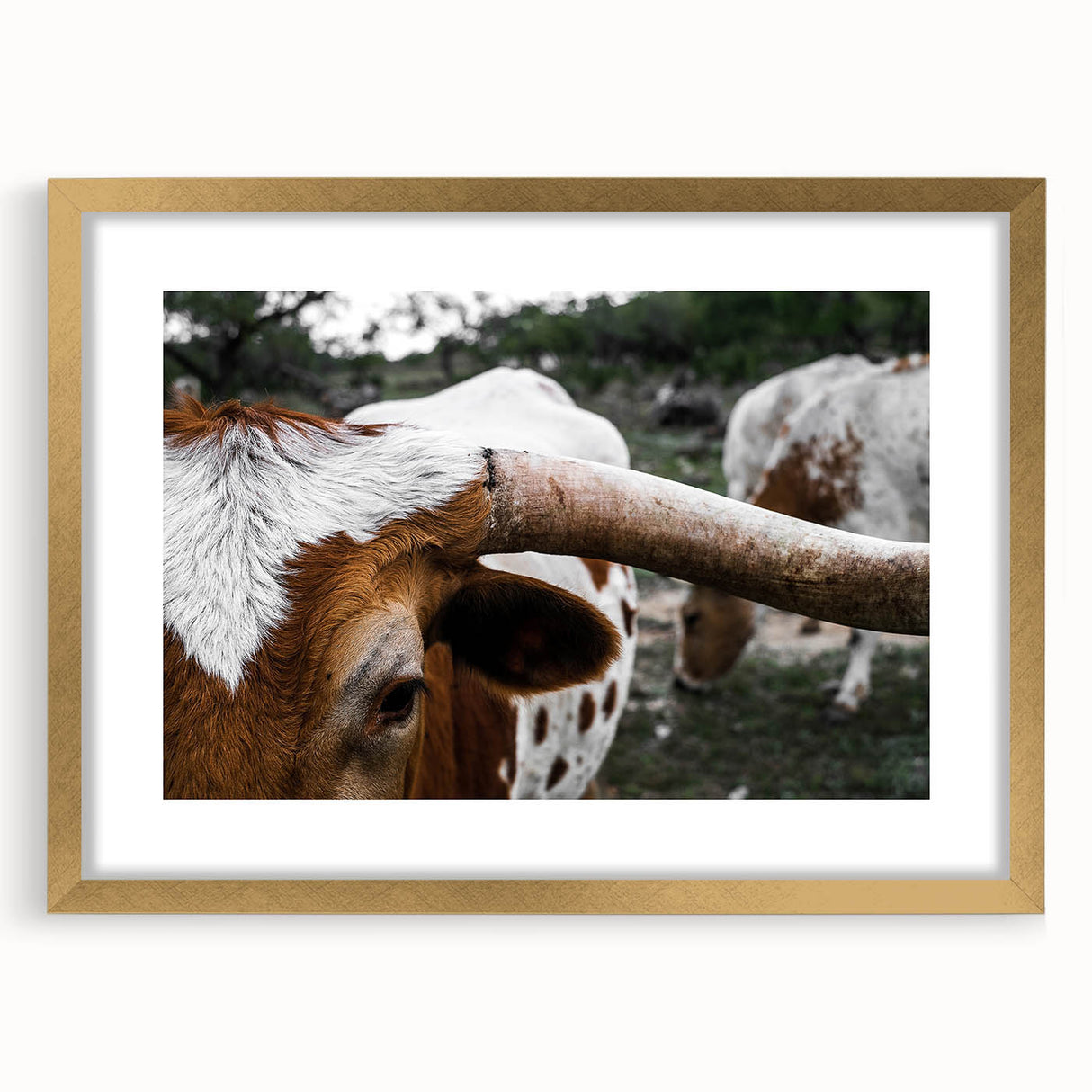 Rustic Longhorn Wall Art – Close-Up of Texas Longhorn Cattle in Field