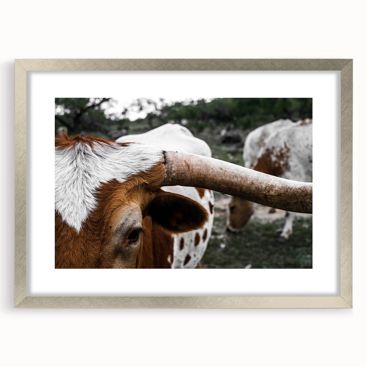 Rustic Longhorn Wall Art – Close-Up of Texas Longhorn Cattle in Field