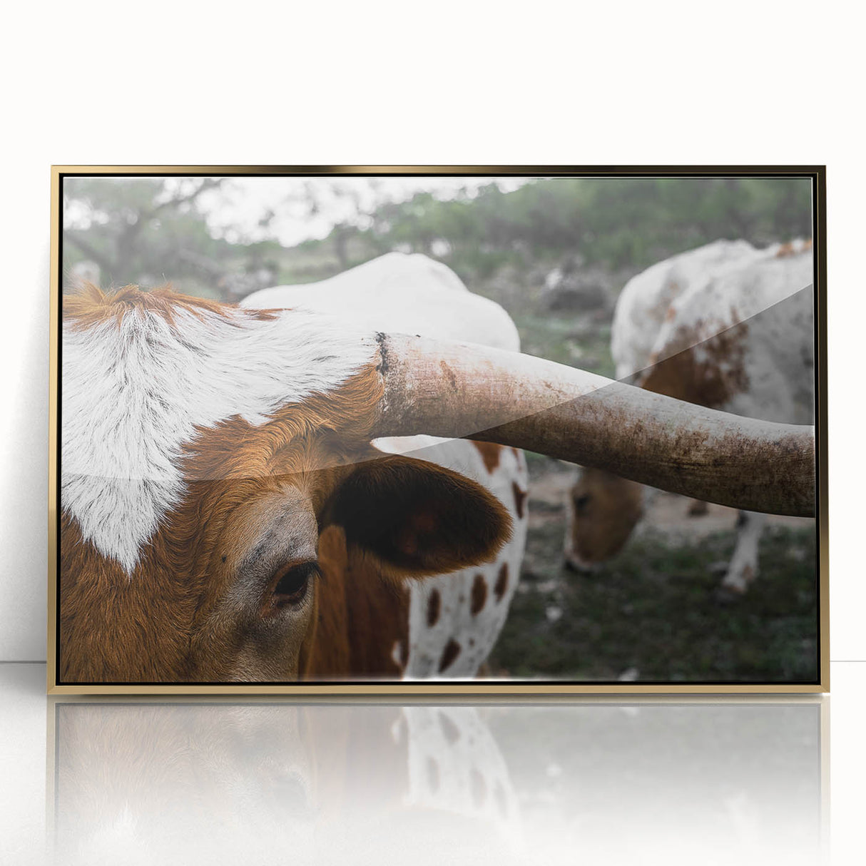Rustic Longhorn Wall Art – Close-Up of Texas Longhorn Cattle in Field