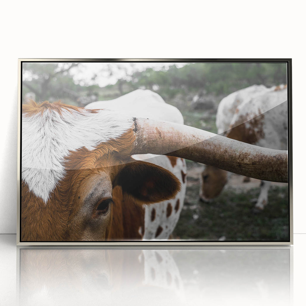 Rustic Longhorn Wall Art – Close-Up of Texas Longhorn Cattle in Field
