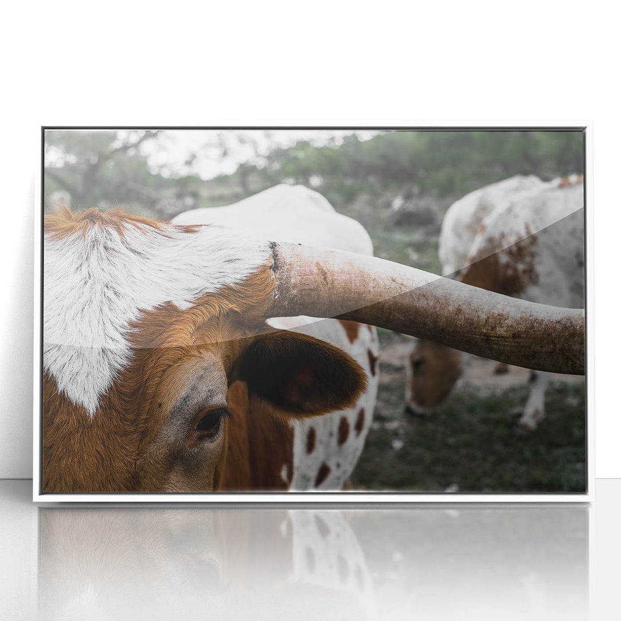 Rustic Longhorn Wall Art – Close-Up of Texas Longhorn Cattle in Field