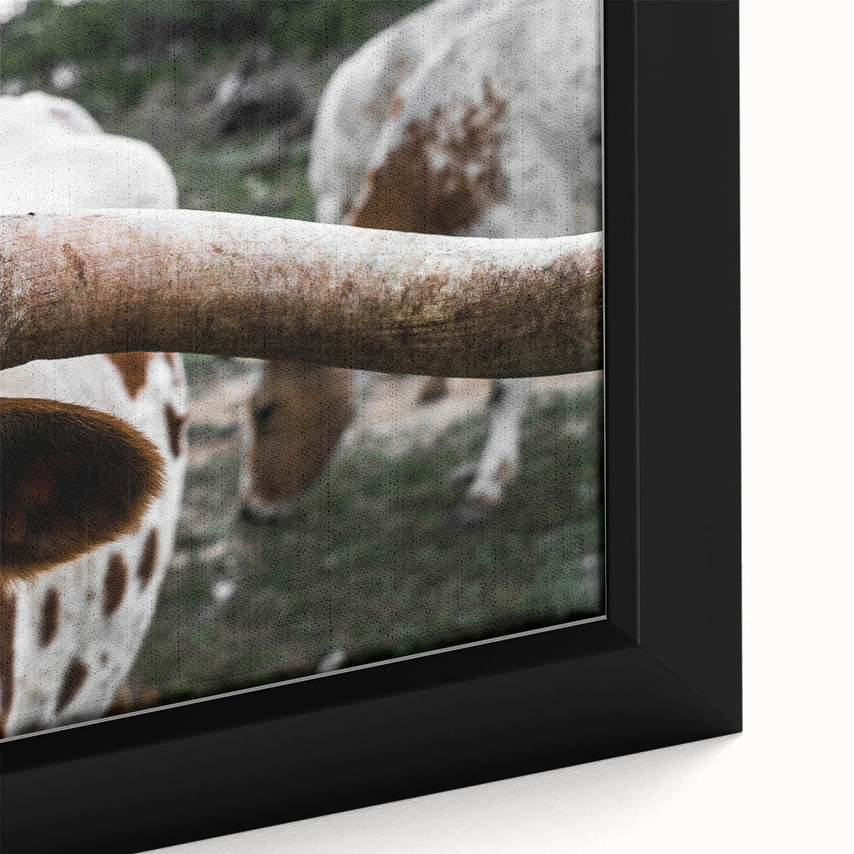 Rustic Longhorn Wall Art – Close-Up of Texas Longhorn Cattle in Field