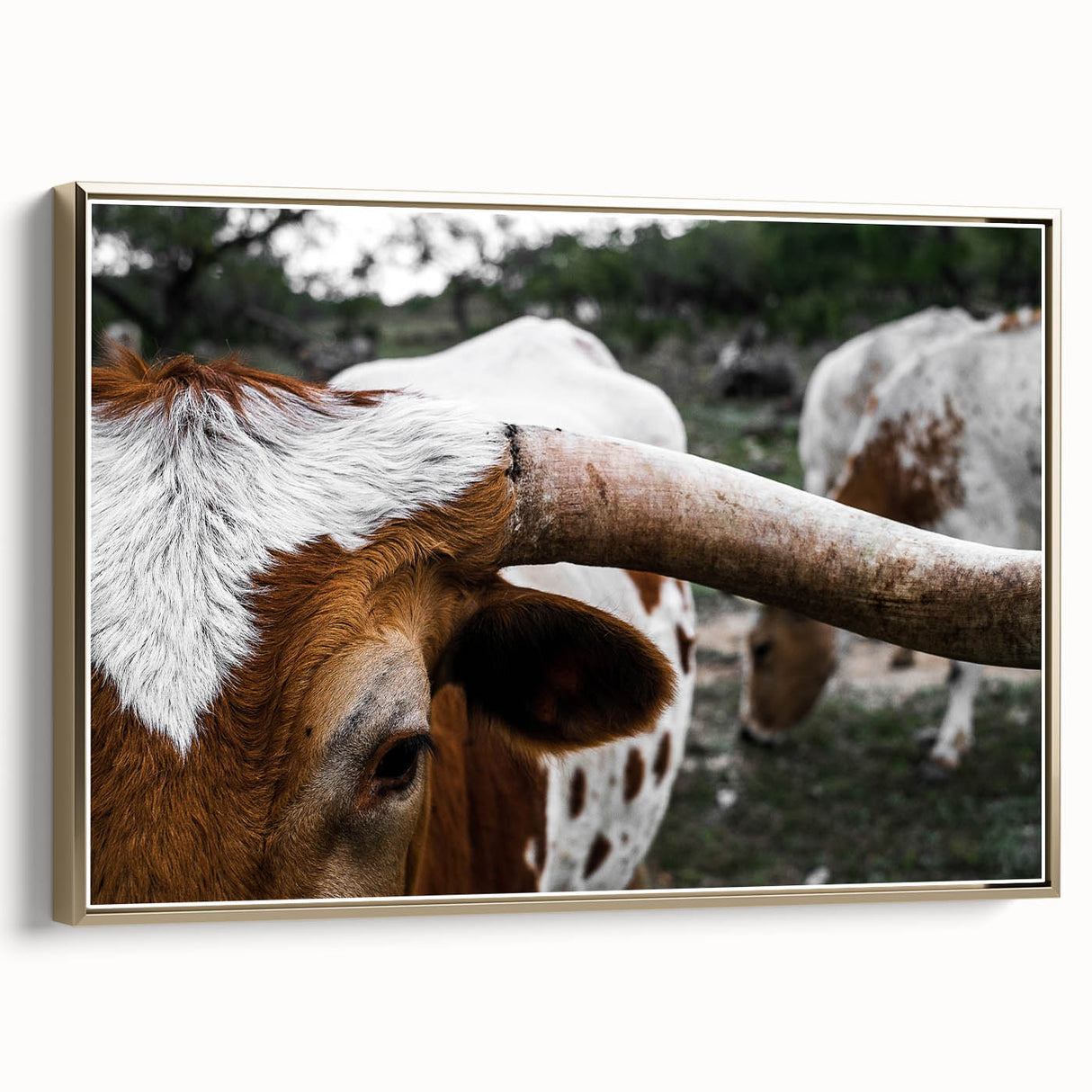 Rustic Longhorn Wall Art – Close-Up of Texas Longhorn Cattle in Field