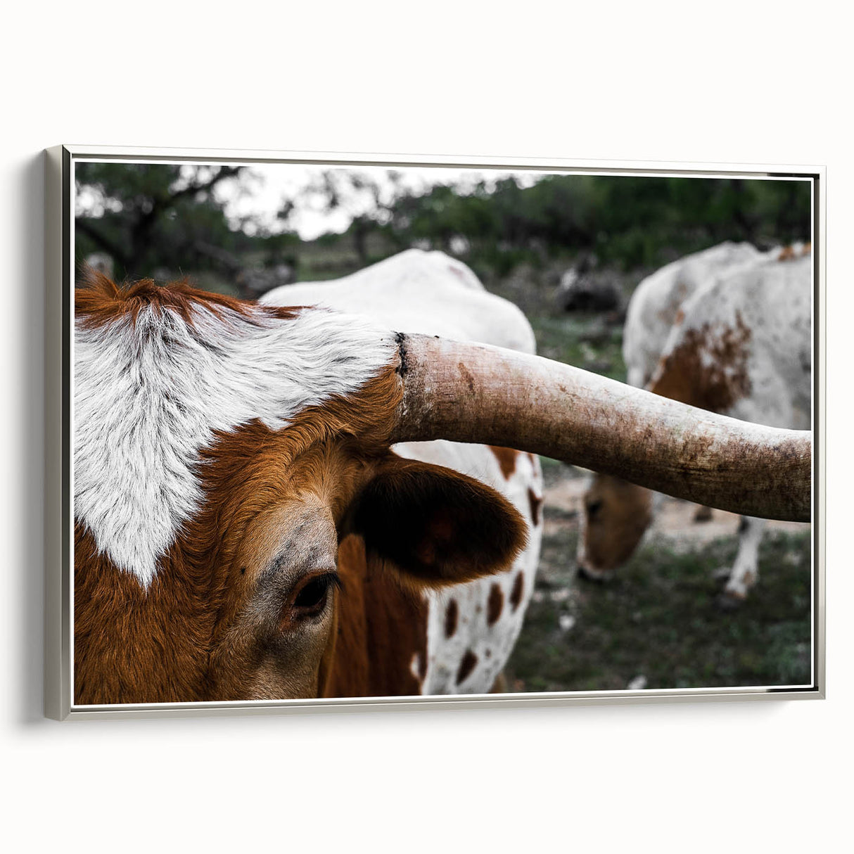 Rustic Longhorn Wall Art – Close-Up of Texas Longhorn Cattle in Field