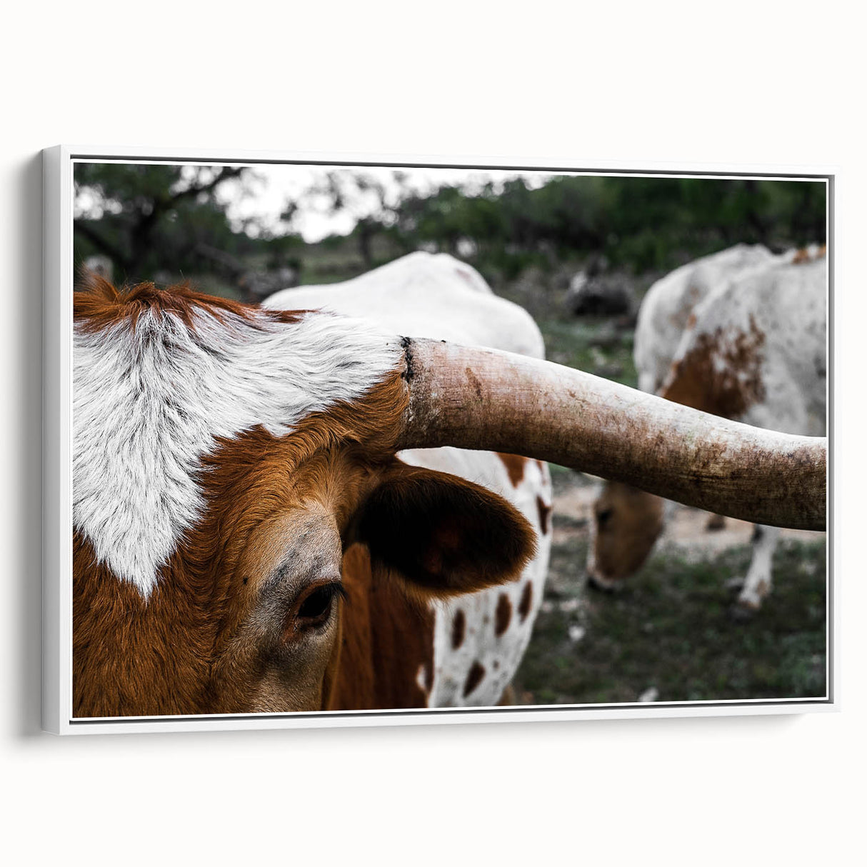 Rustic Longhorn Wall Art – Close-Up of Texas Longhorn Cattle in Field