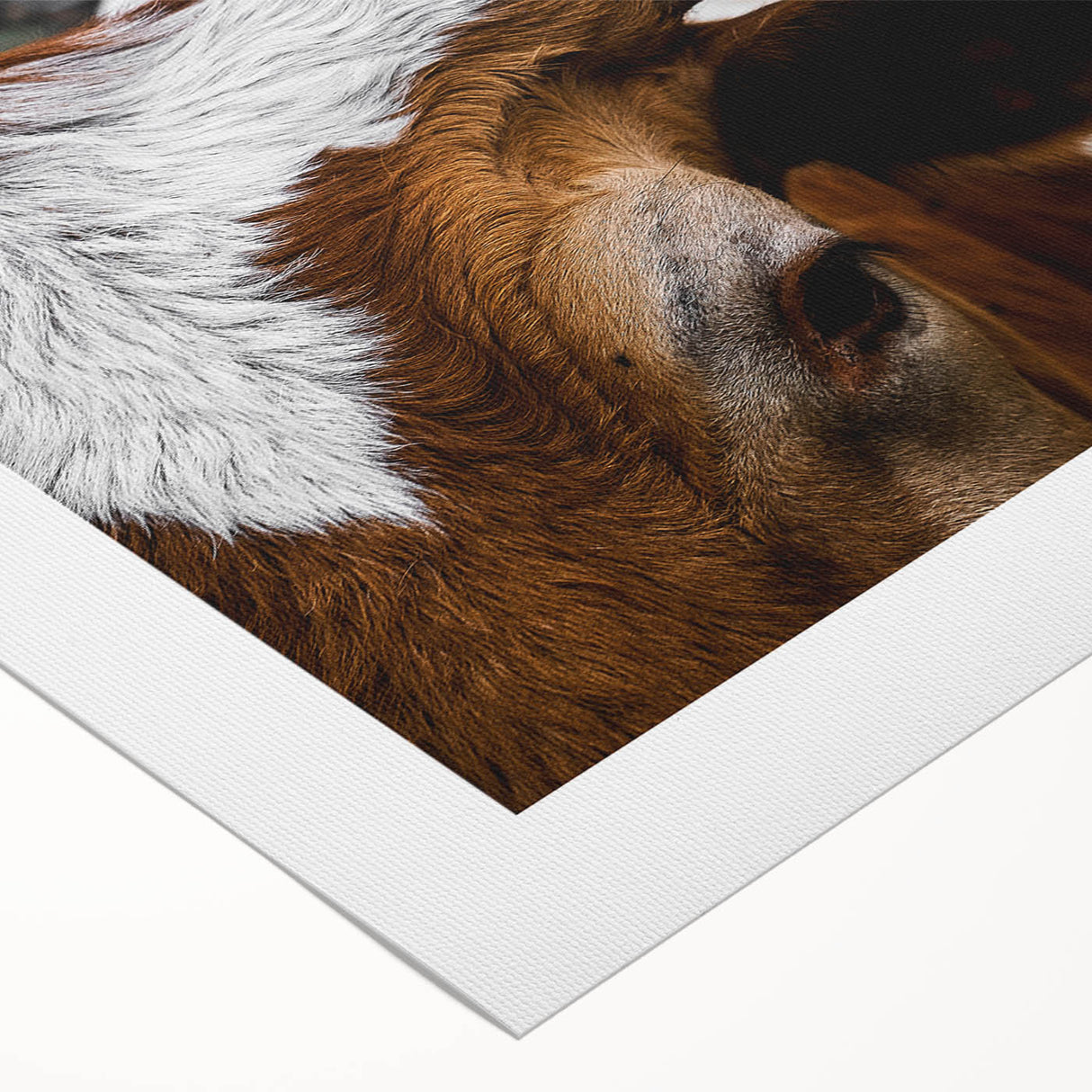 Rustic Longhorn Wall Art – Close-Up of Texas Longhorn Cattle in Field