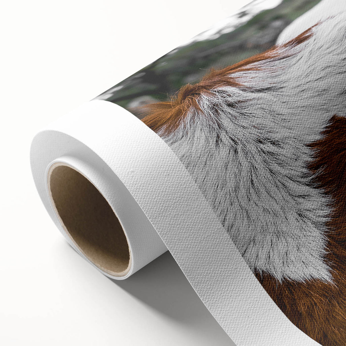 Rustic Longhorn Wall Art – Close-Up of Texas Longhorn Cattle in Field