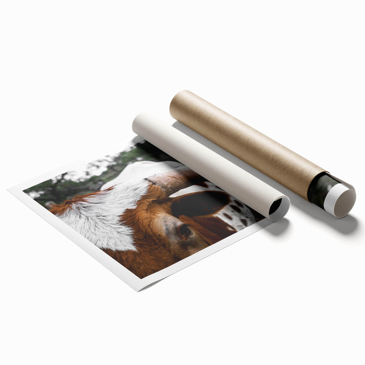 Rustic Longhorn Wall Art – Close-Up of Texas Longhorn Cattle in Field