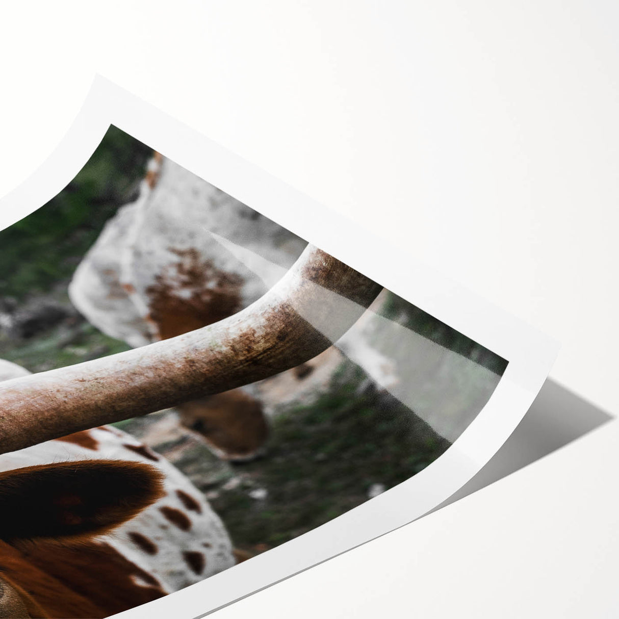 Rustic Longhorn Wall Art – Close-Up of Texas Longhorn Cattle in Field