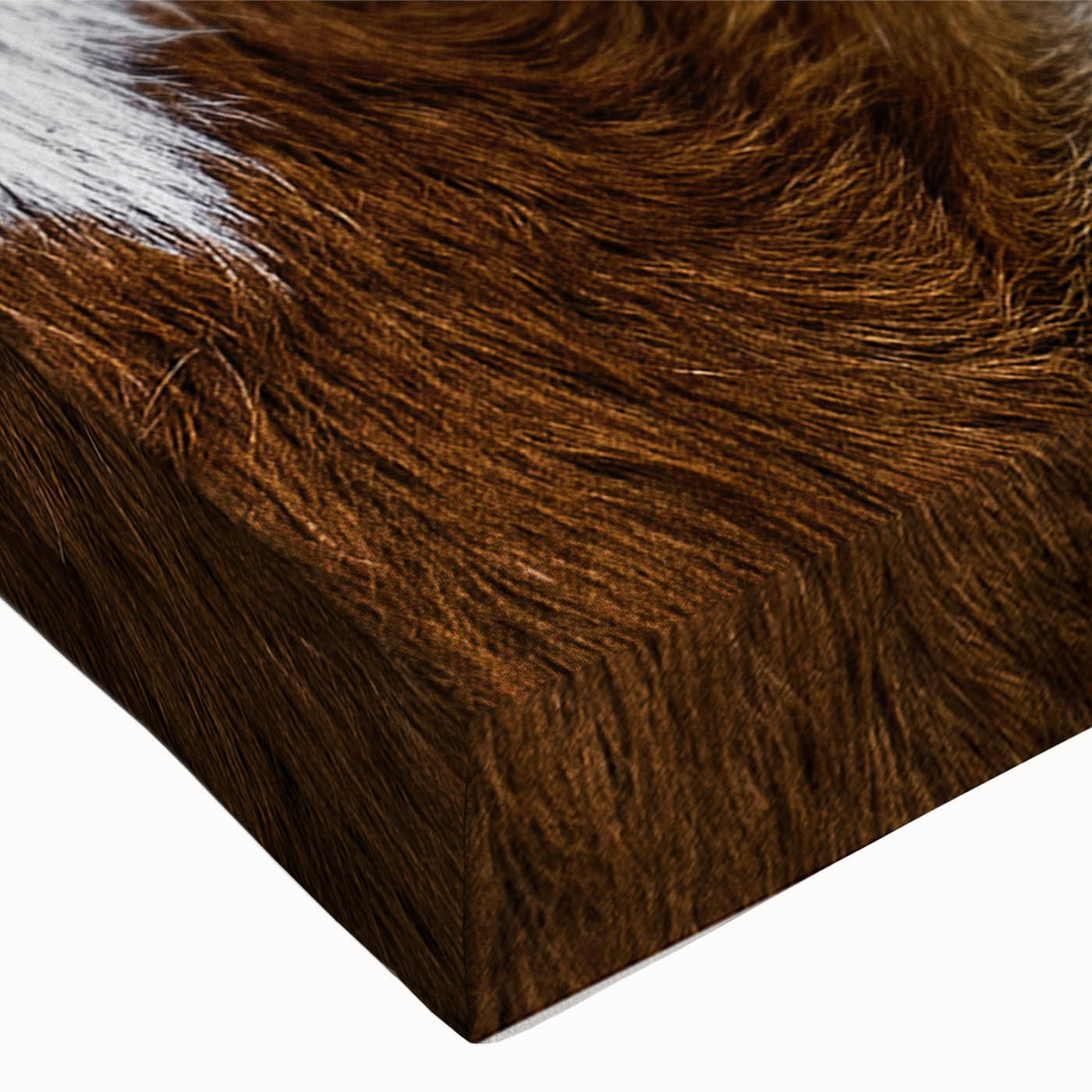 Rustic Longhorn Wall Art – Close-Up of Texas Longhorn Cattle in Field