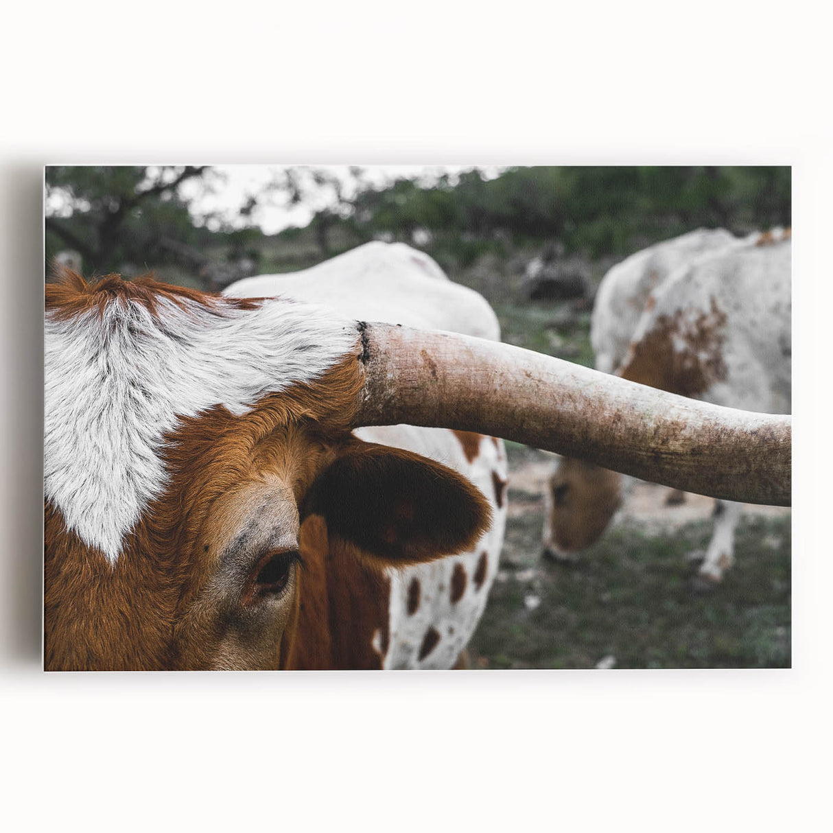 Rustic Longhorn Wall Art – Close-Up of Texas Longhorn Cattle in Field