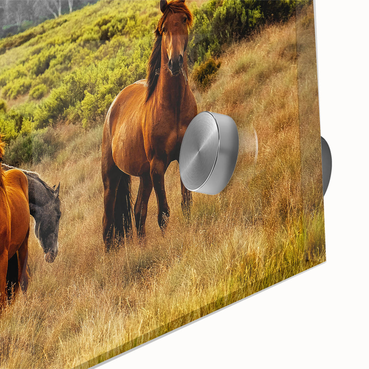Rustic Wild Horses Wall Art – Majestic Horses Grazing in Open Field