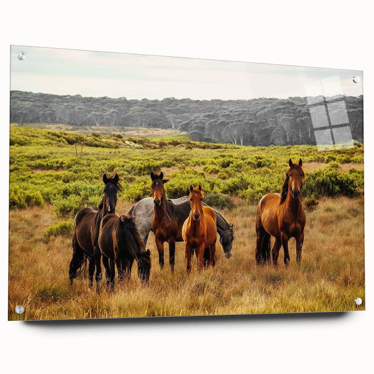 Rustic Wild Horses Wall Art – Majestic Horses Grazing in Open Field