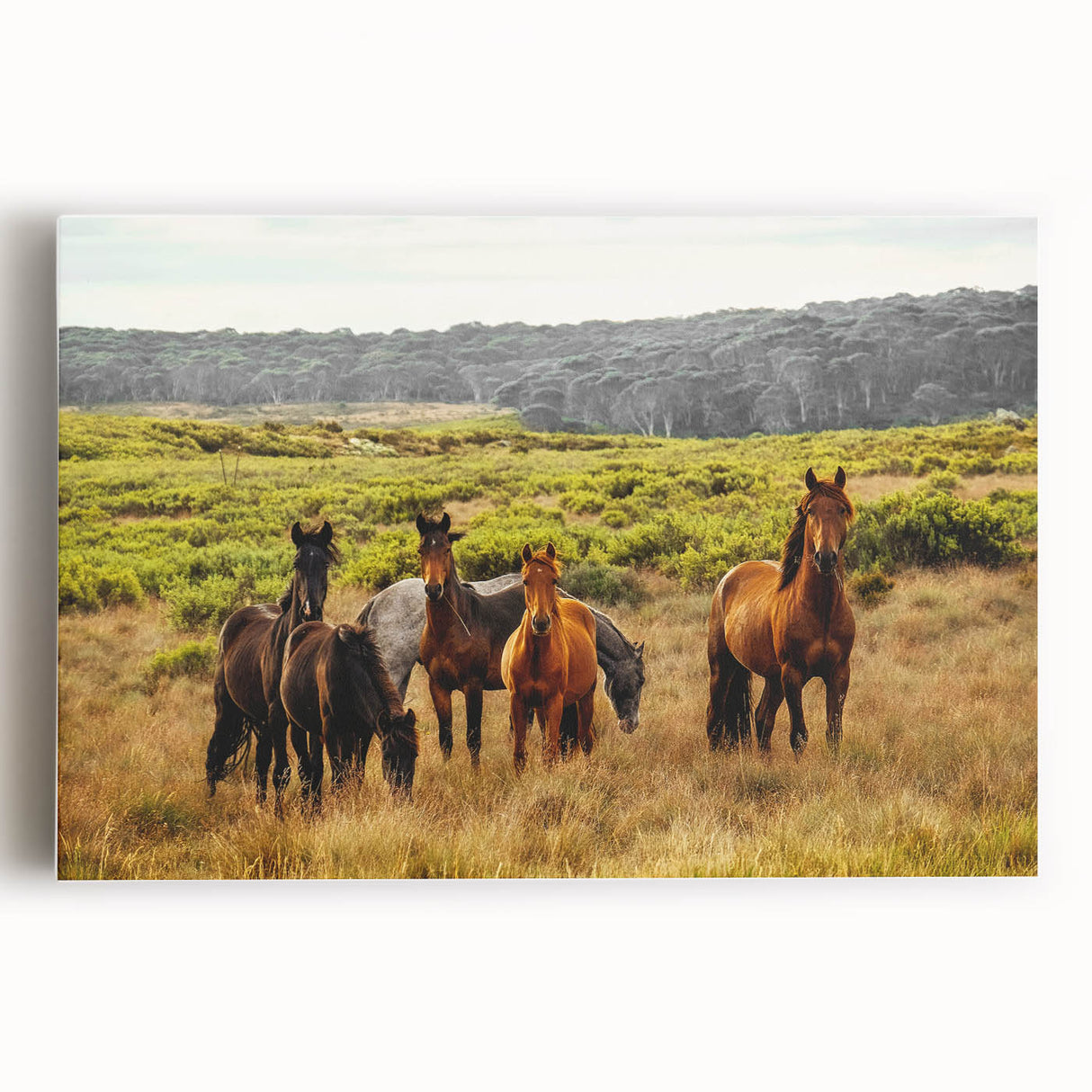 Rustic Wild Horses Wall Art – Majestic Horses Grazing in Open Field