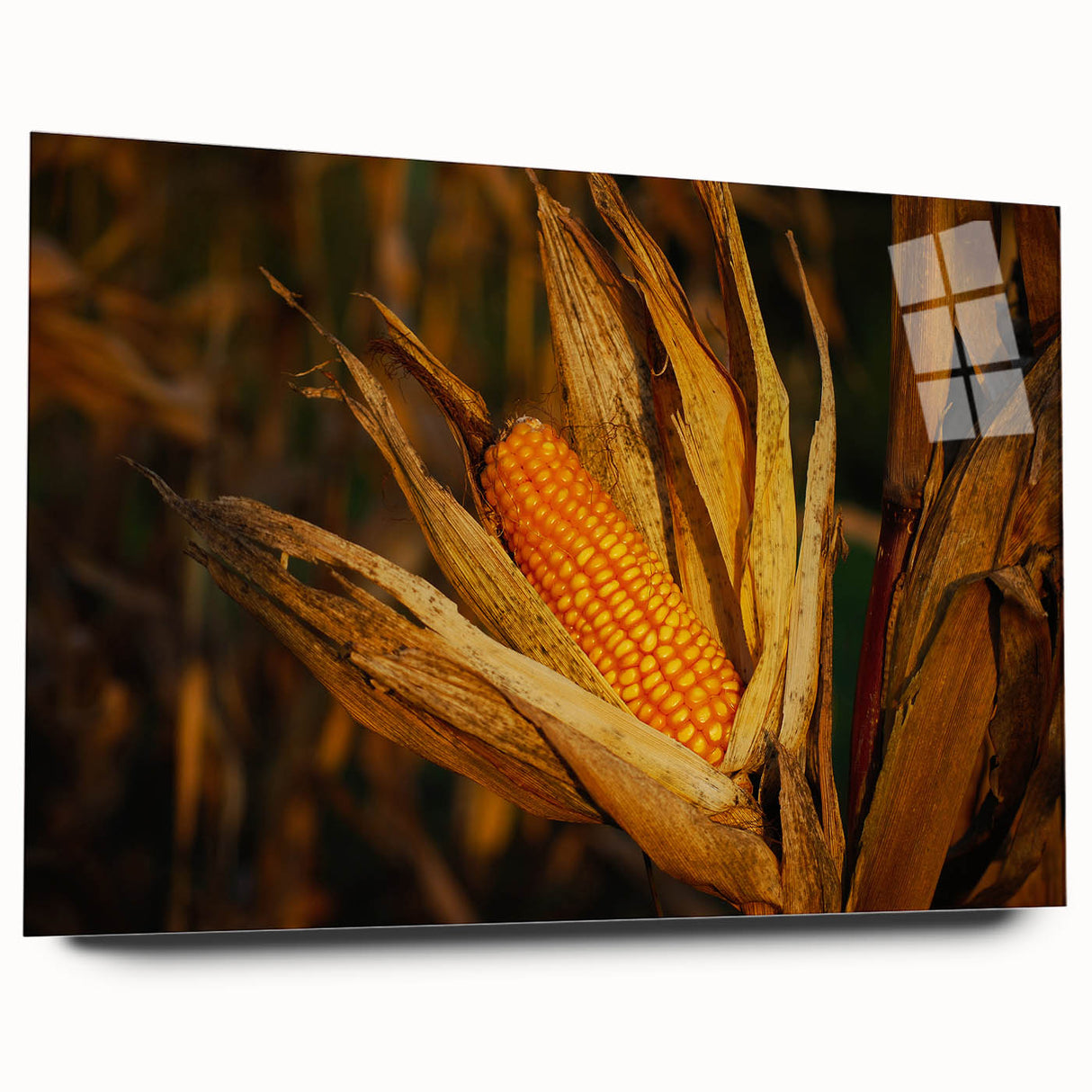 Rustic Corn Harvest Wall Art – Golden Corn on the Cob in Field Close-Up