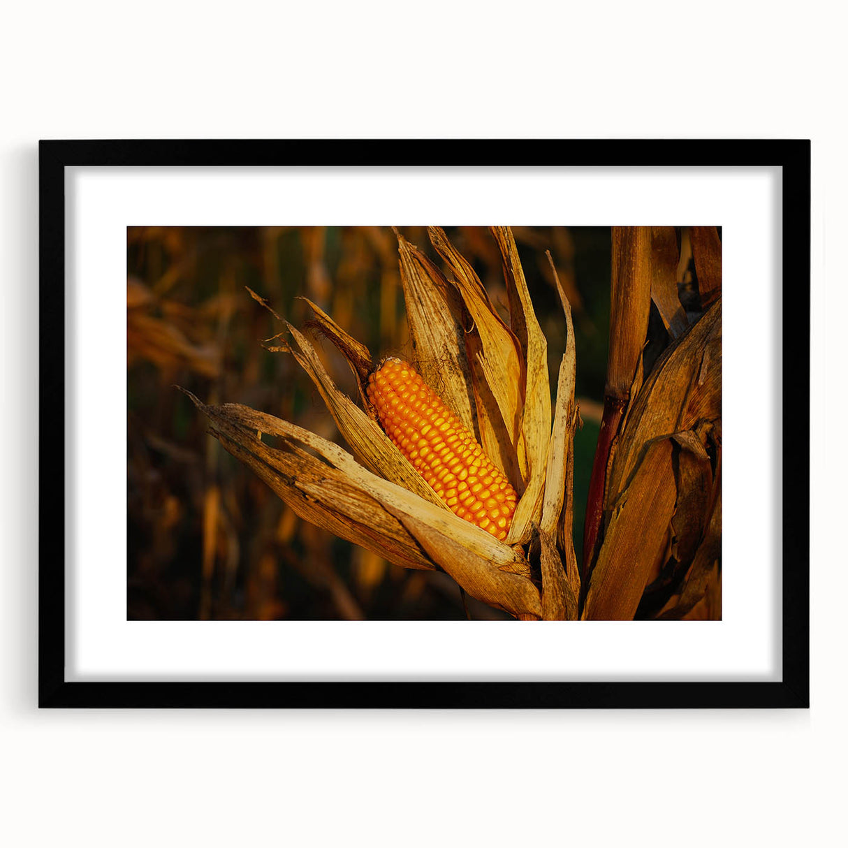Rustic Corn Harvest Wall Art – Golden Corn on the Cob in Field Close-Up