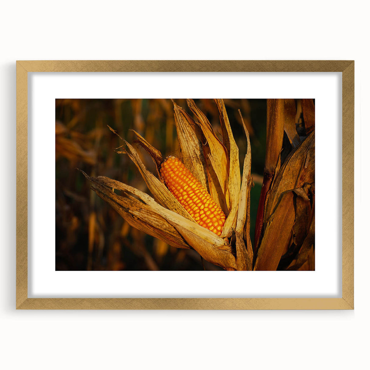 Rustic Corn Harvest Wall Art – Golden Corn on the Cob in Field Close-Up