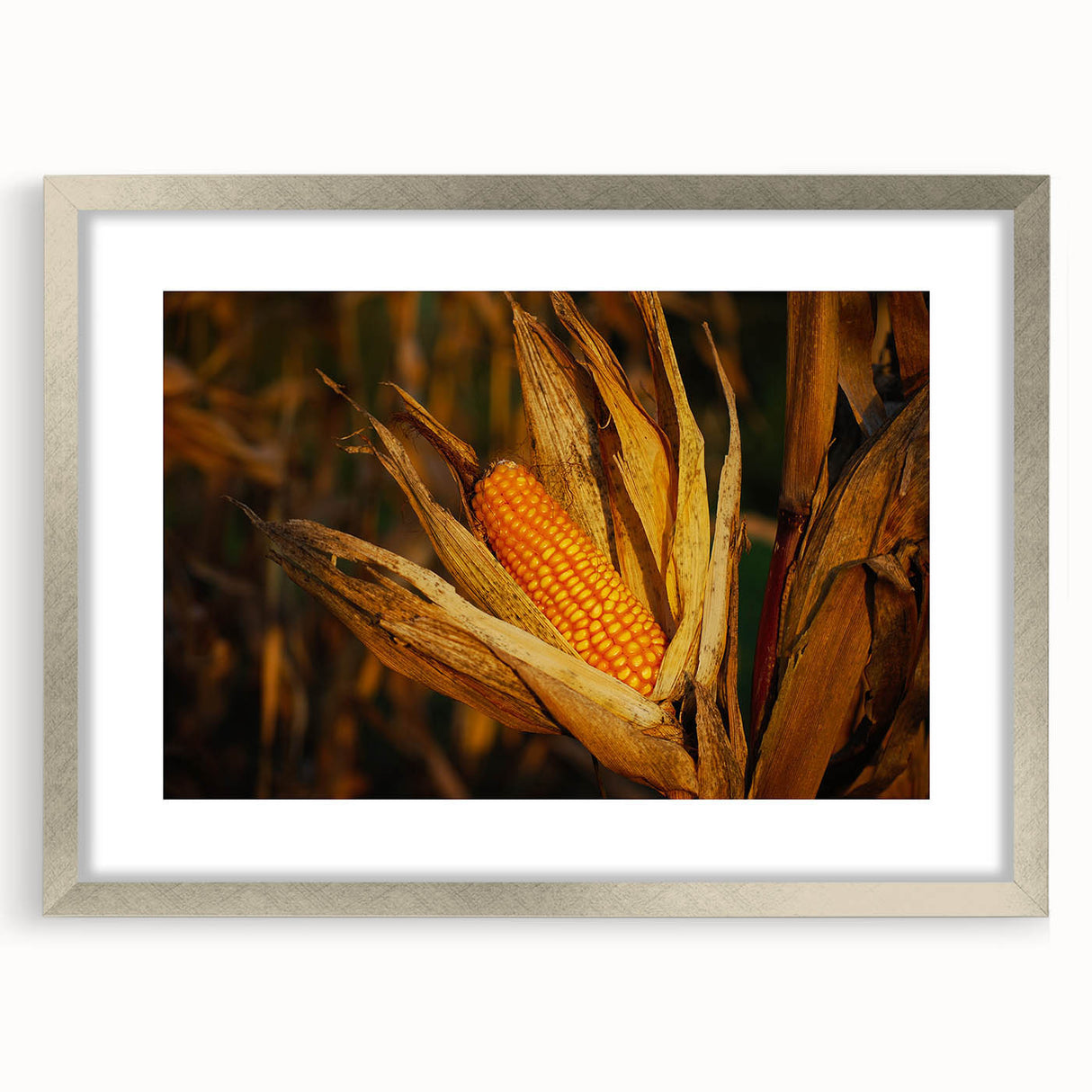 Rustic Corn Harvest Wall Art – Golden Corn on the Cob in Field Close-Up