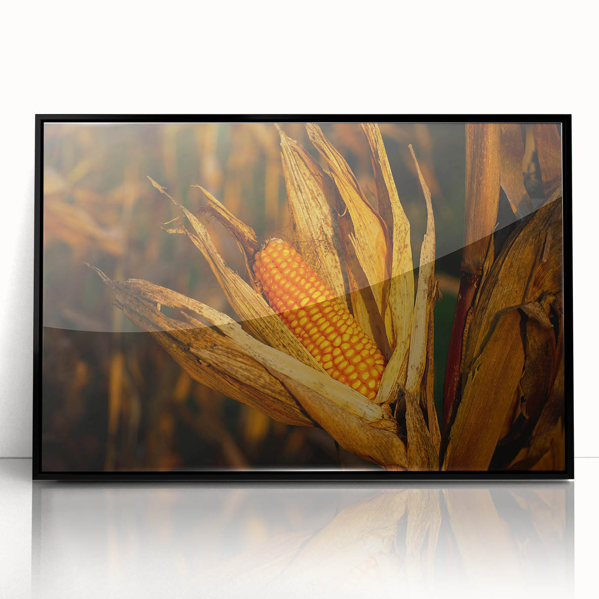 Rustic Corn Harvest Wall Art – Golden Corn on the Cob in Field Close-Up