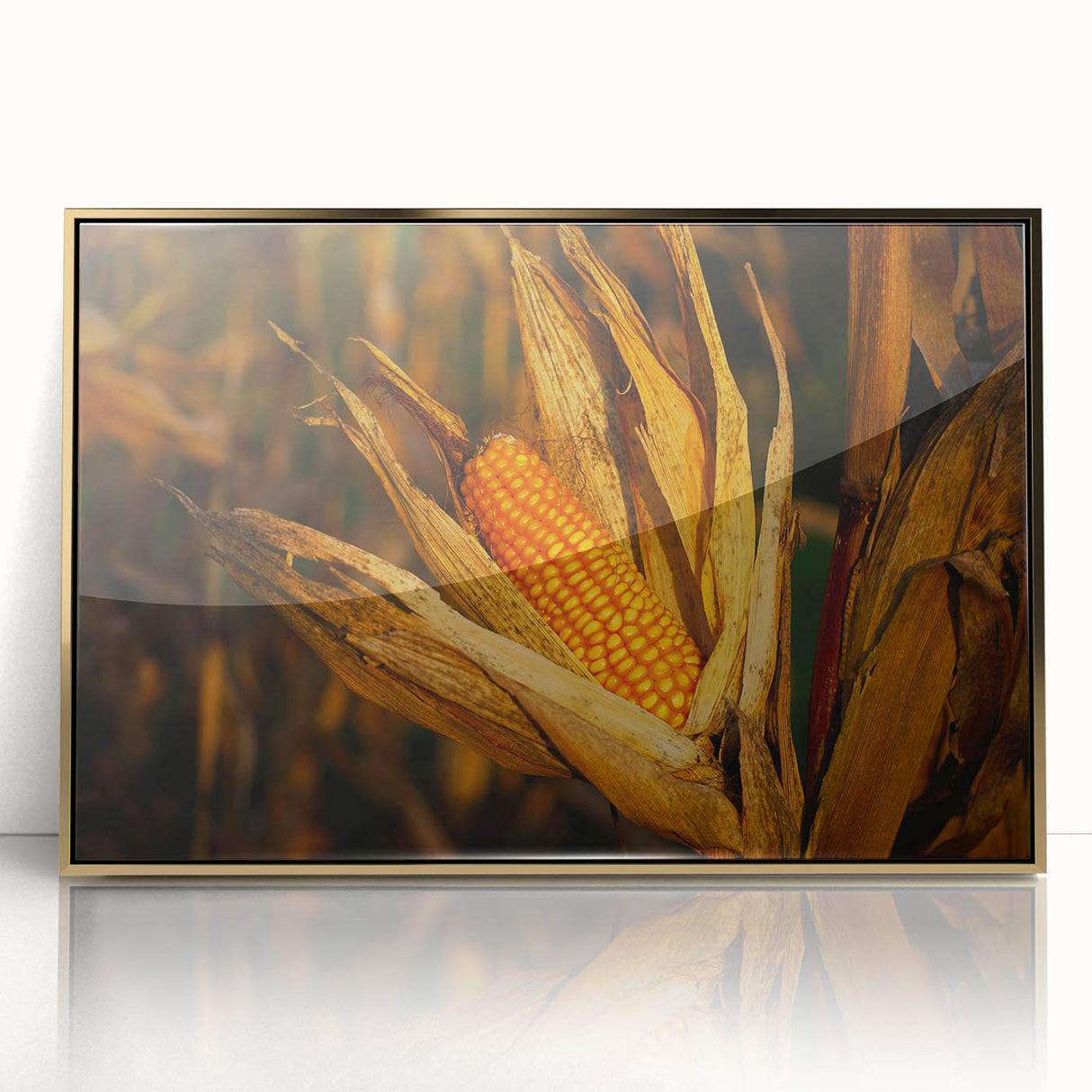 Rustic Corn Harvest Wall Art – Golden Corn on the Cob in Field Close-Up