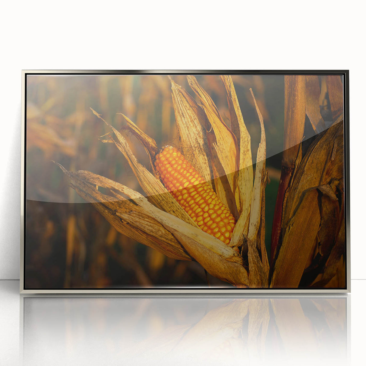 Rustic Corn Harvest Wall Art – Golden Corn on the Cob in Field Close-Up