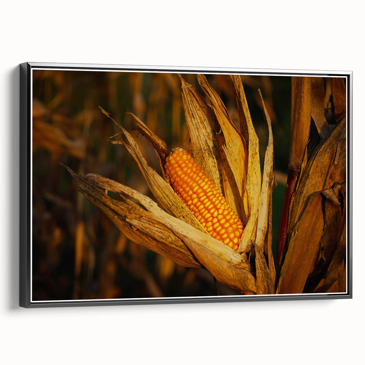 Rustic Corn Harvest Wall Art – Golden Corn on the Cob in Field Close-Up