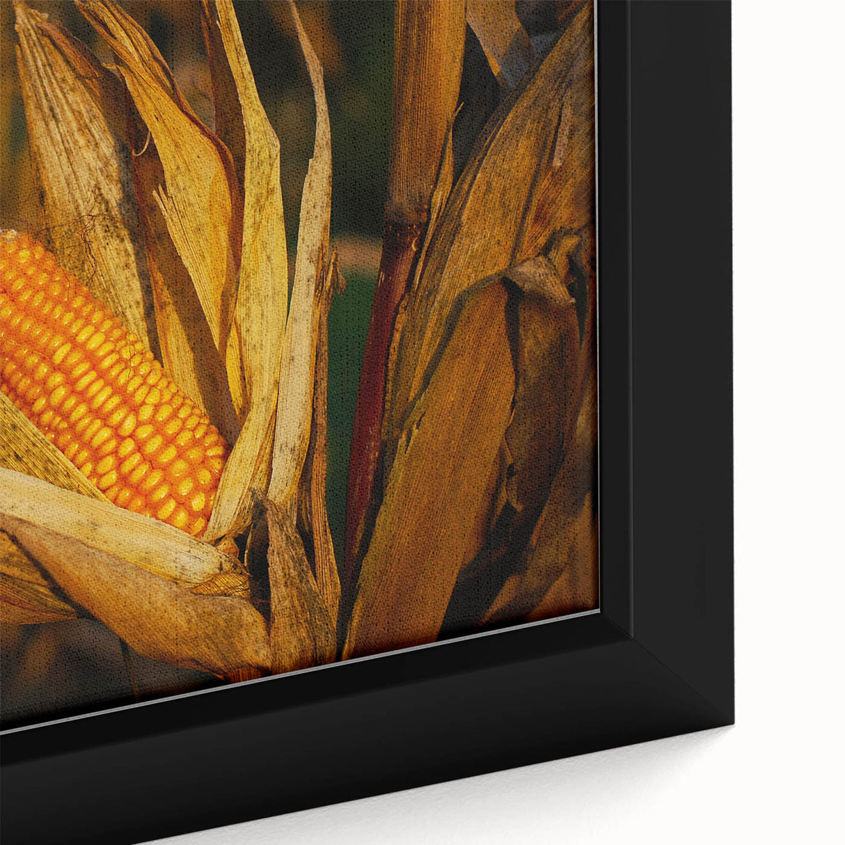 Rustic Corn Harvest Wall Art – Golden Corn on the Cob in Field Close-Up