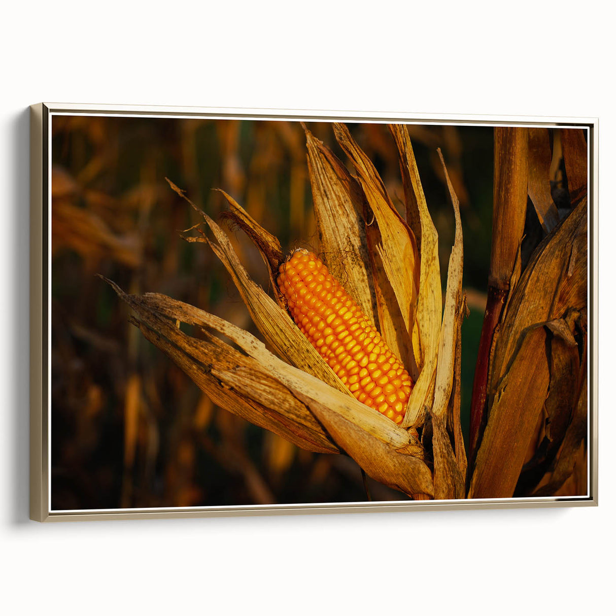 Rustic Corn Harvest Wall Art – Golden Corn on the Cob in Field Close-Up