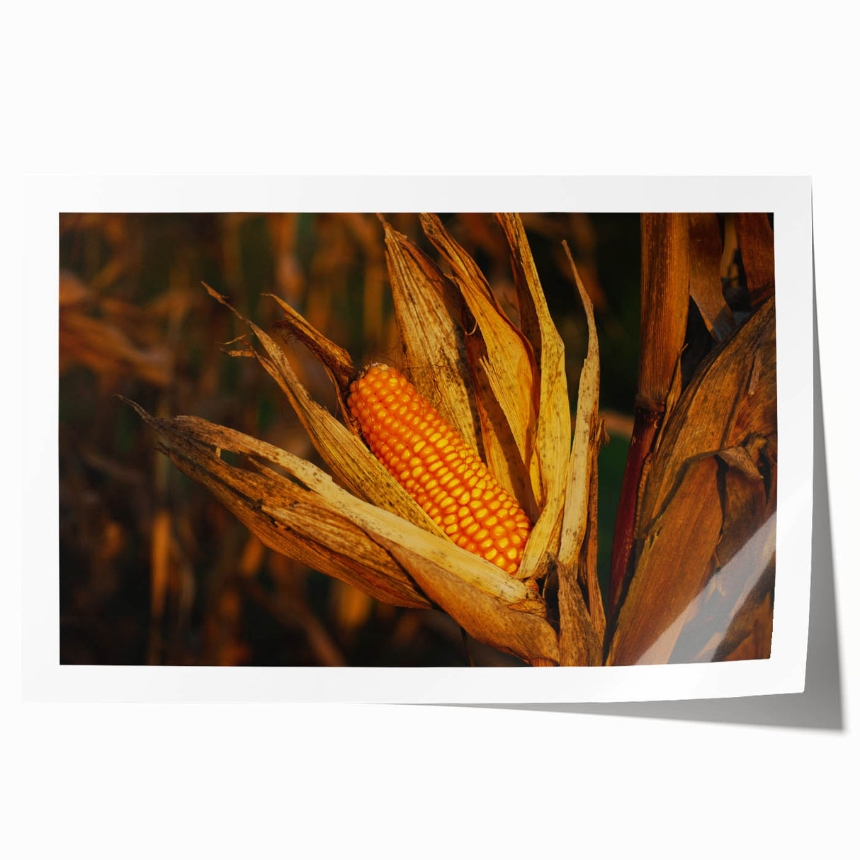 Rustic Corn Harvest Wall Art – Golden Corn on the Cob in Field Close-Up