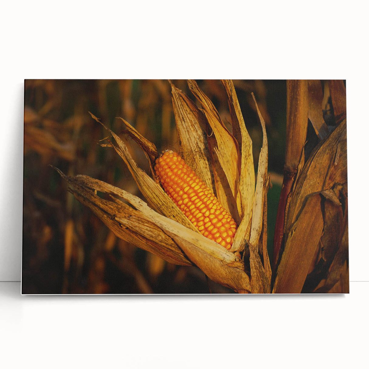 Rustic Corn Harvest Wall Art – Golden Corn on the Cob in Field Close-Up
