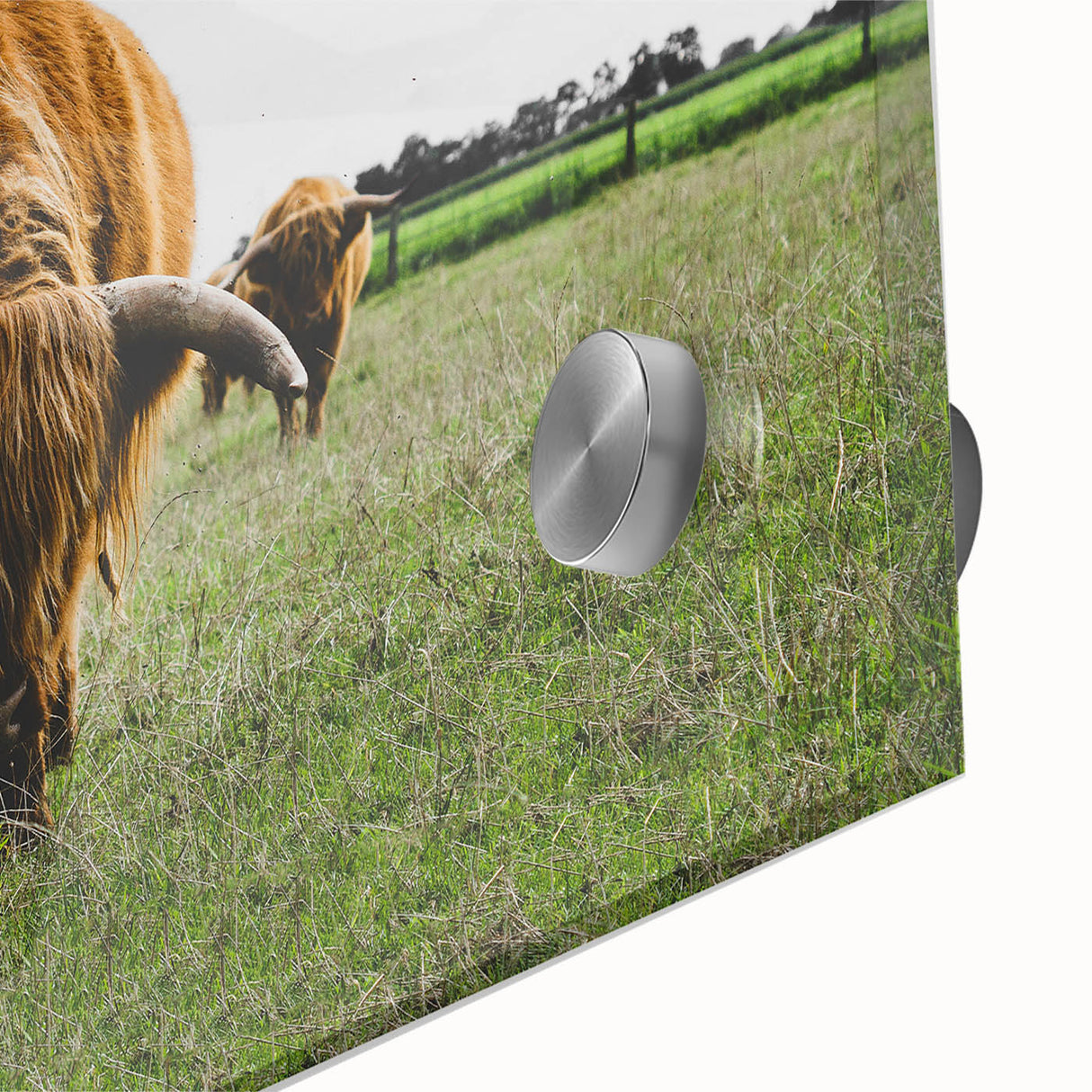 Highland Cattle in Field Rustic Wall Art – Farmhouse Landscape Decor Print
