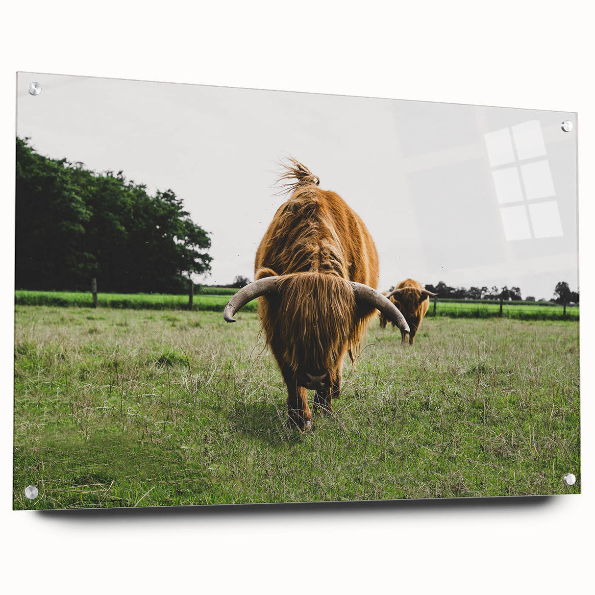 Highland Cattle in Field Rustic Wall Art – Farmhouse Landscape Decor Print