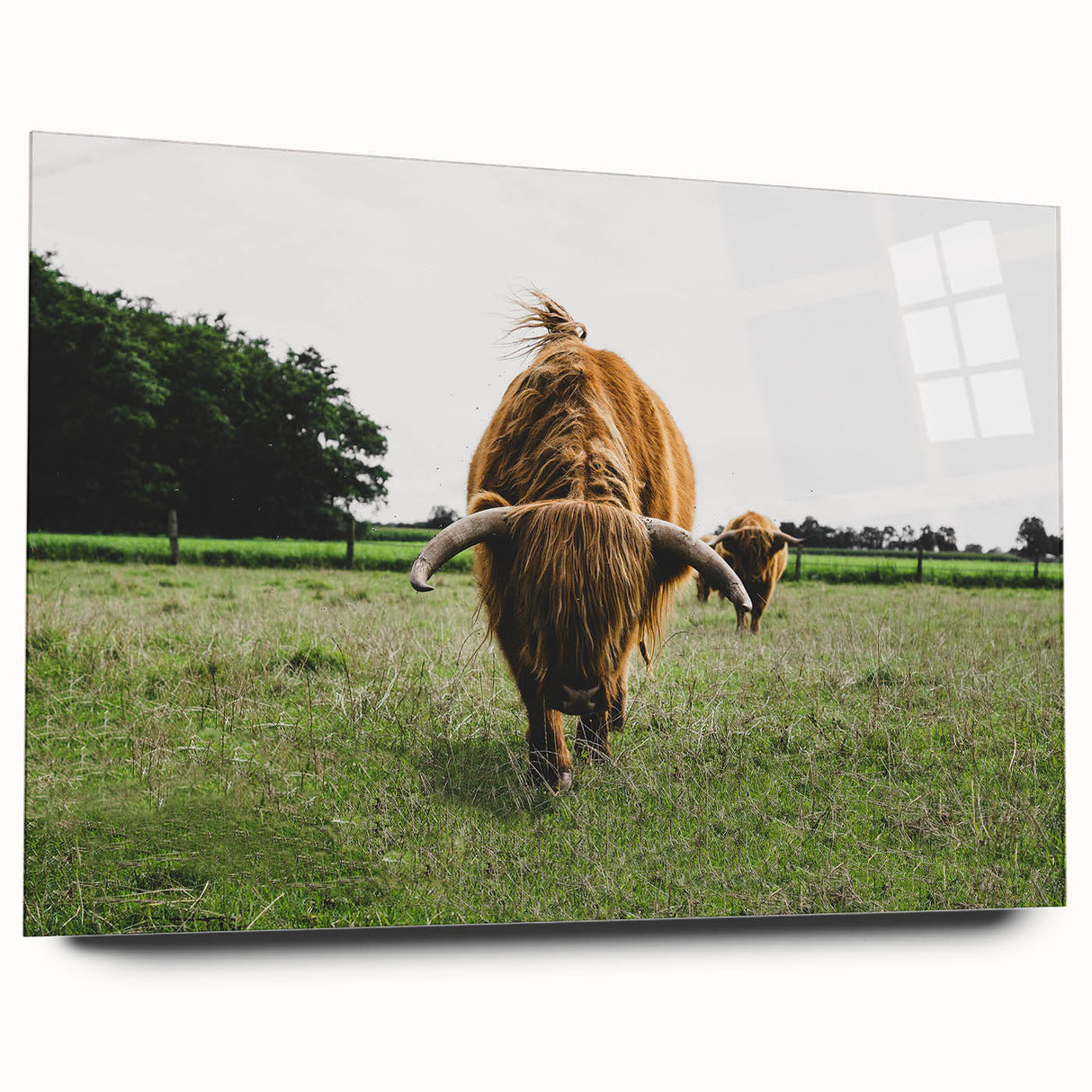 Highland Cattle in Field Rustic Wall Art – Farmhouse Landscape Decor Print