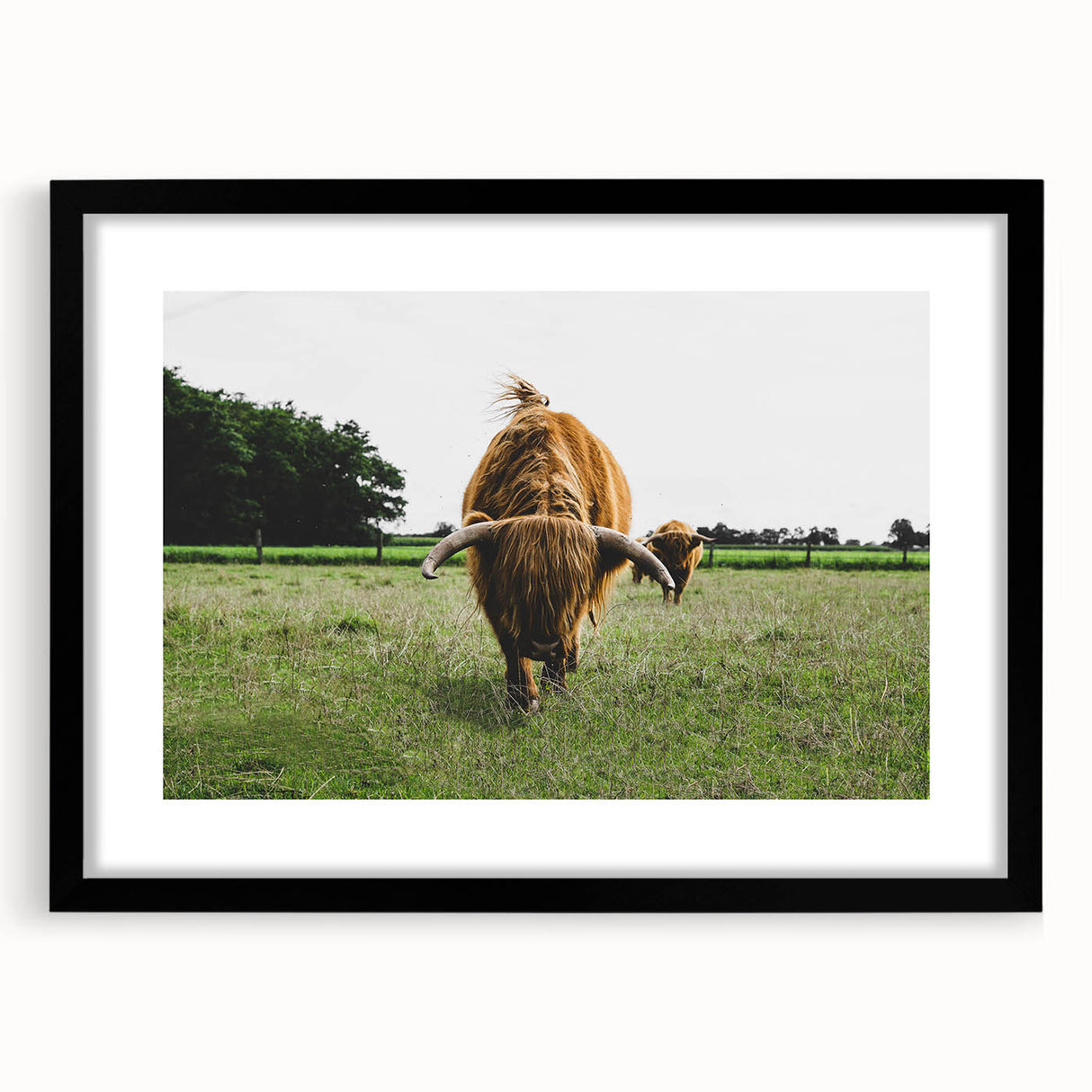 Highland Cattle in Field Rustic Wall Art – Farmhouse Landscape Decor Print