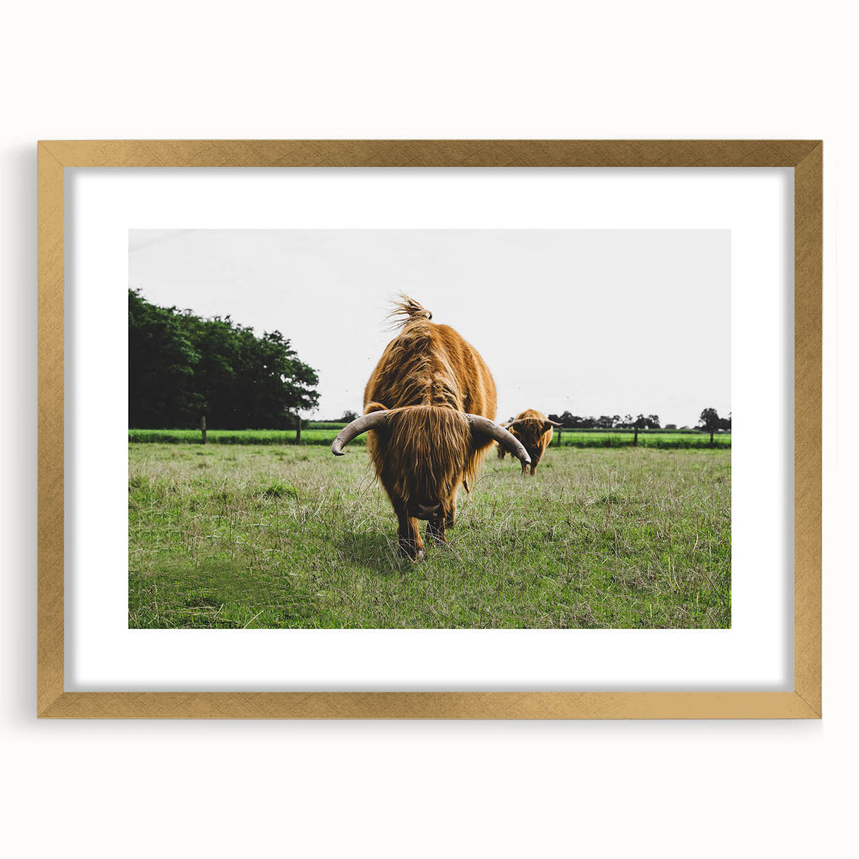 Highland Cattle in Field Rustic Wall Art – Farmhouse Landscape Decor Print