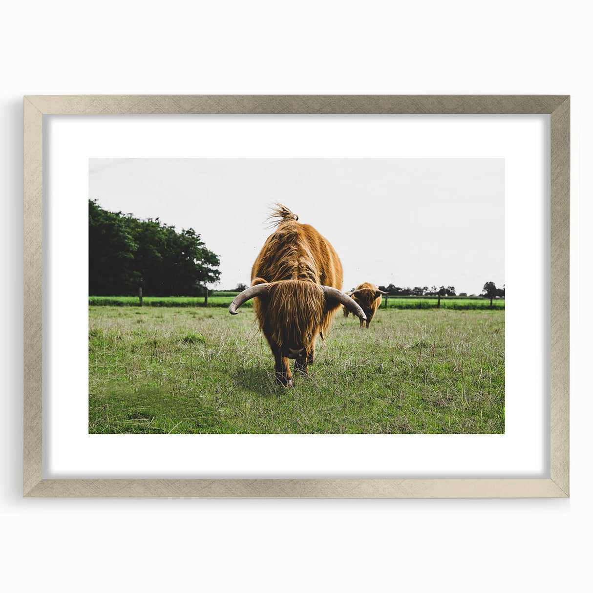 Highland Cattle in Field Rustic Wall Art – Farmhouse Landscape Decor Print