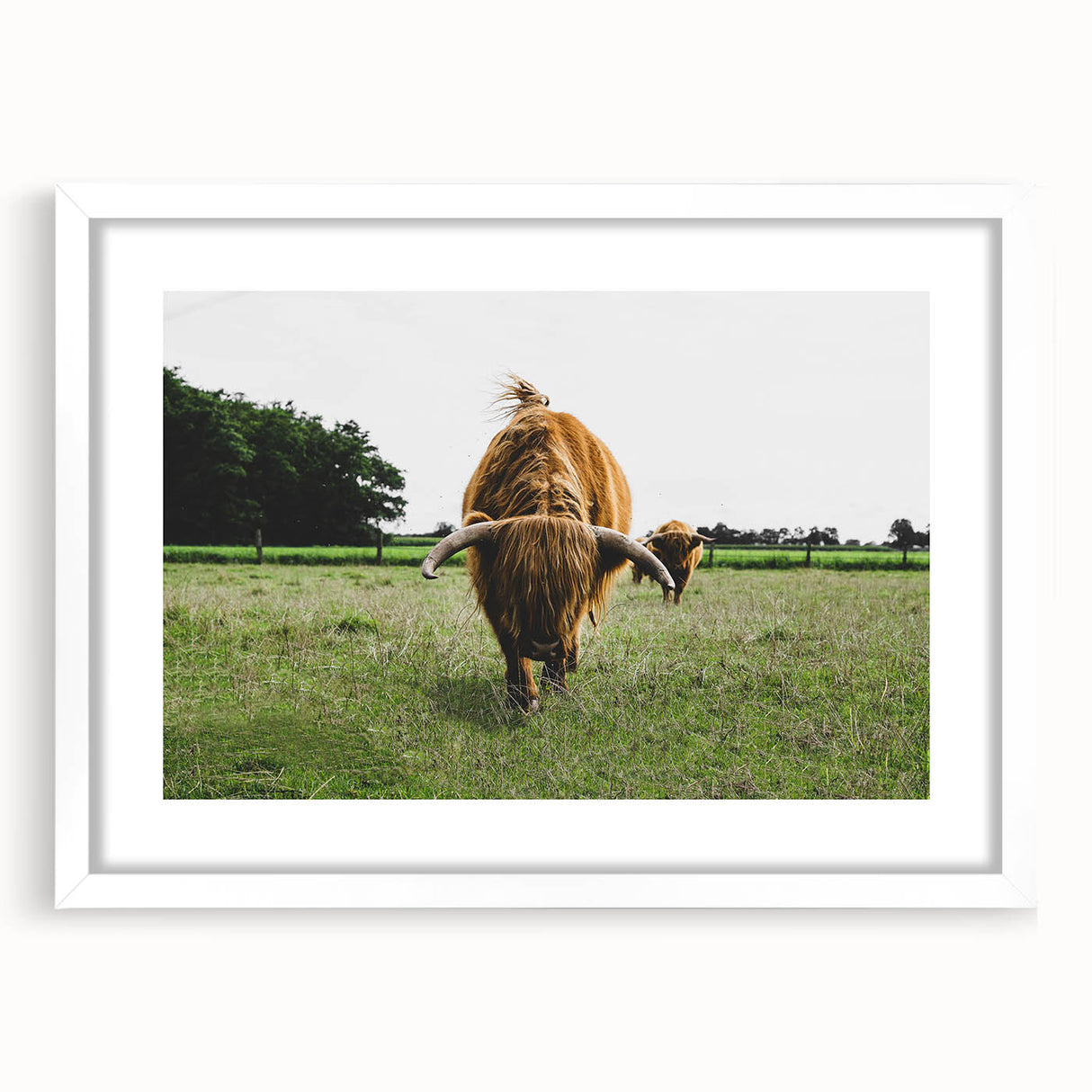 Highland Cattle in Field Rustic Wall Art – Farmhouse Landscape Decor Print