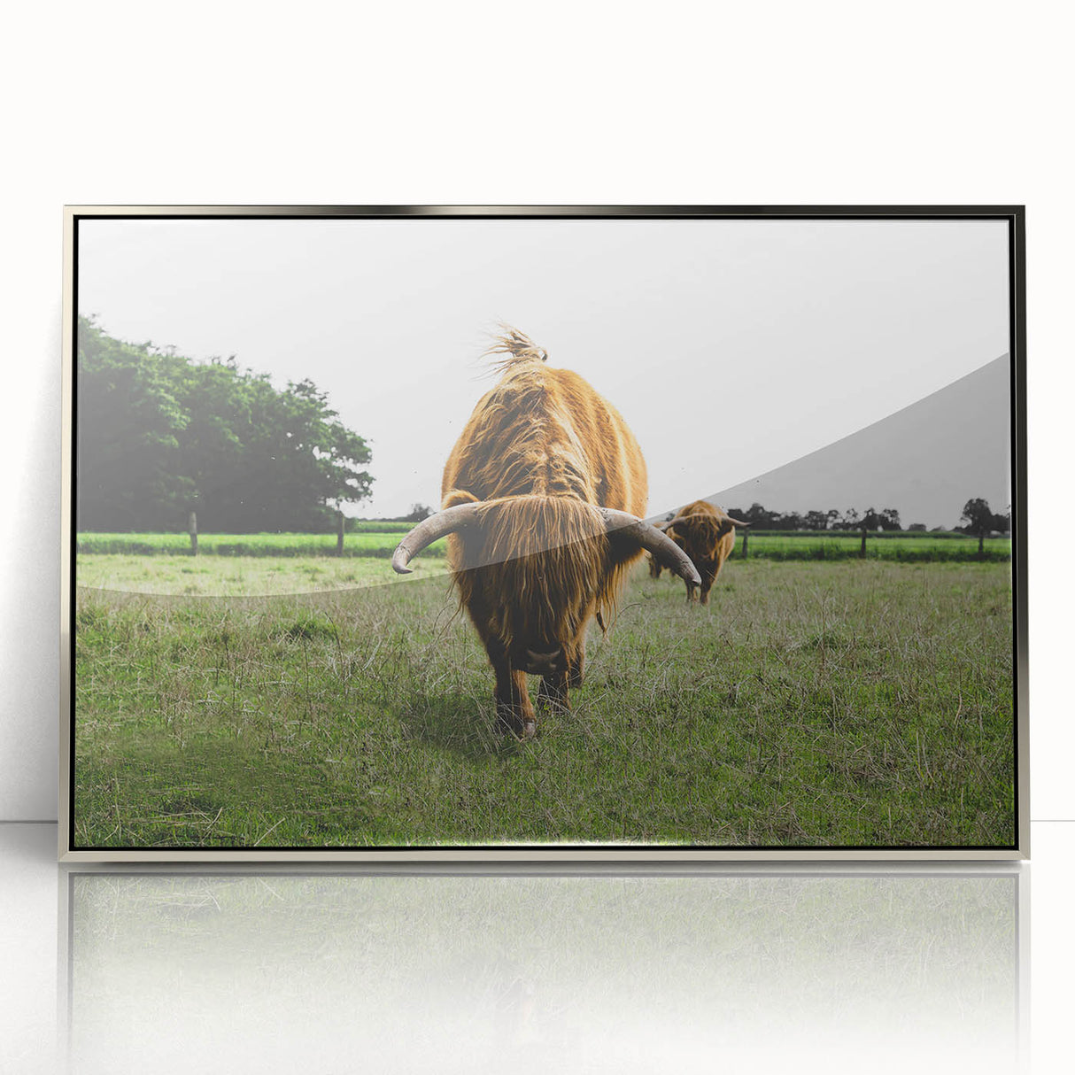Highland Cattle in Field Rustic Wall Art – Farmhouse Landscape Decor Print