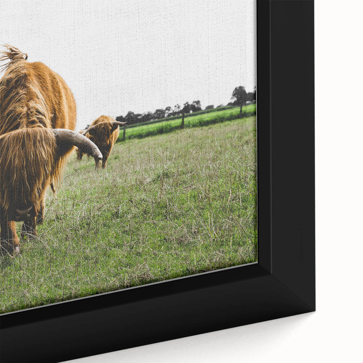 Highland Cattle in Field Rustic Wall Art – Farmhouse Landscape Decor Print