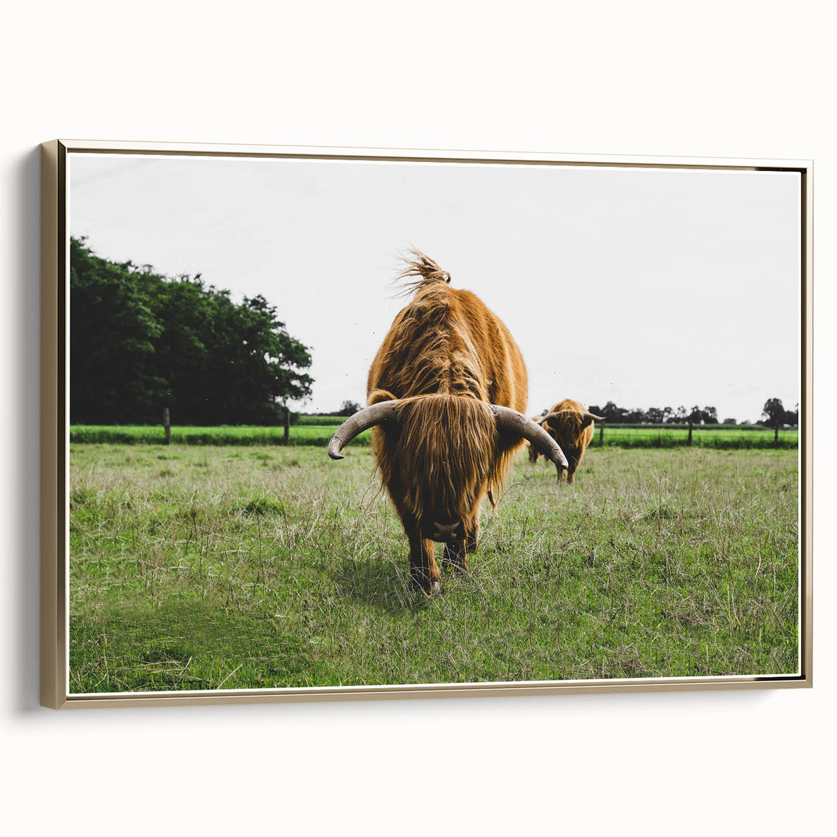 Highland Cattle in Field Rustic Wall Art – Farmhouse Landscape Decor Print