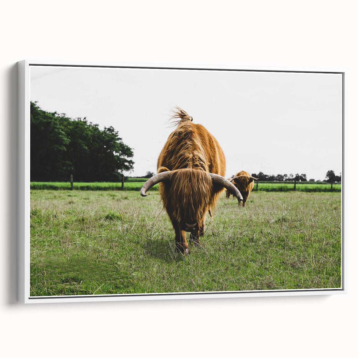 Highland Cattle in Field Rustic Wall Art – Farmhouse Landscape Decor Print
